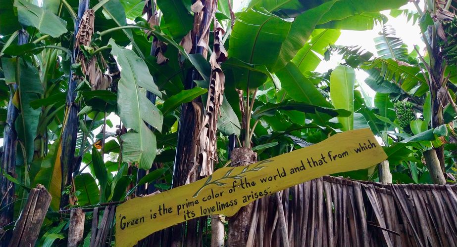 Banana Eco Farm Tanzania